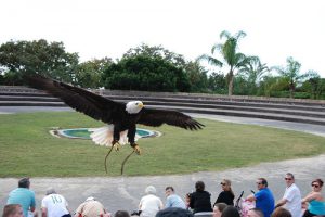 L'Aguila Jungle Park, Tenerife, Canarie