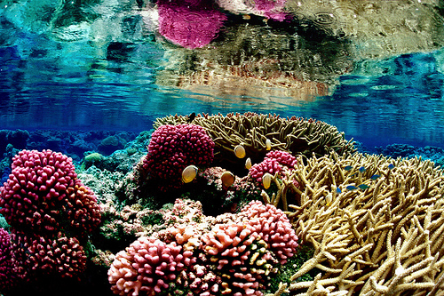 Atollo di Ari Sud, il corallo di Fenfushi