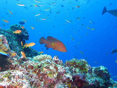 Atollo di Baa, Maldive: la barriera corallina