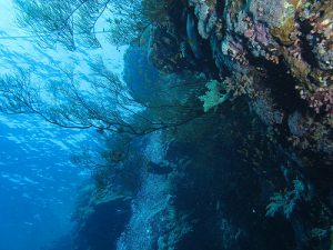 Berenice, Mar Rosso: il Saint John Reef