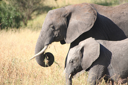 Diani Beach, Elephant mwaluganje sanctuary