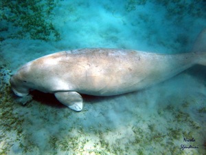 il dugongo animale della fauna marina di Marsa Alam 