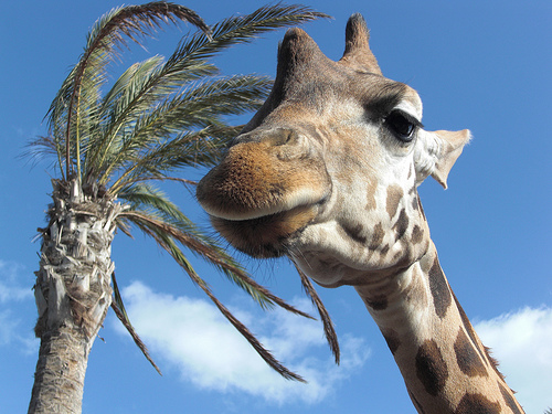 Fuerteventura, Canarie: Oasis Park Zoo