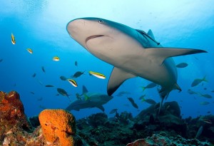 Immersioni a Capo Verde: l'isola di Boavista