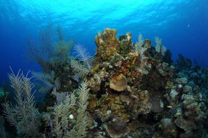 Isola di Roatan: immersioni e snorkeling in Honduras