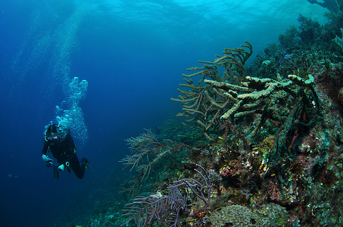 Immersioni all'isola Saona