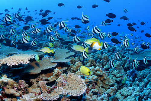 Isola Catalina: relax e immersioni ai Caraibi