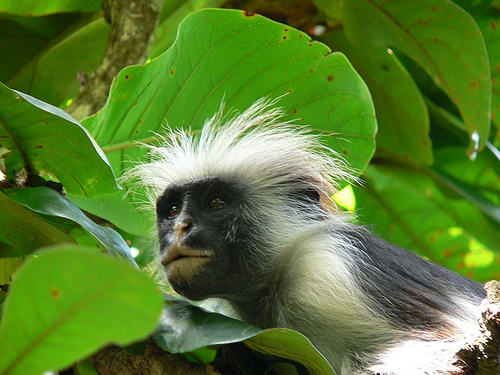 Jambiani: la foresta di Muyuni