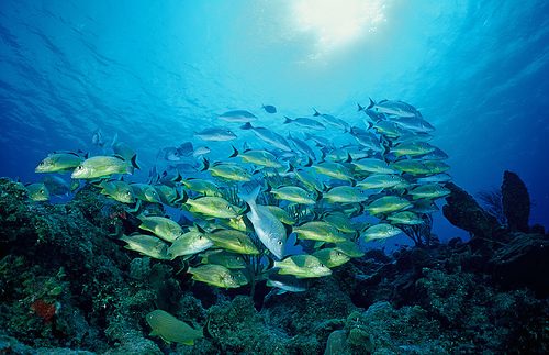 Kiwengwa, Zanzibar