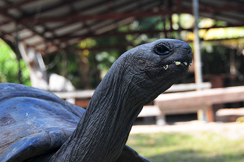 La Digue, Seychelles: lo Union estate park