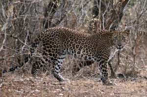 Zanzibar: la leggenda del leopardo di Chwaka