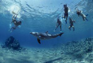 marsa alam mare delfini