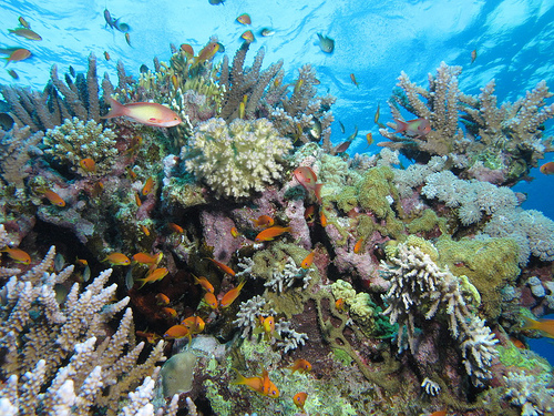 Marsa Alam: la barriera corallina