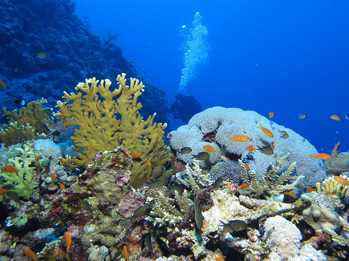 Marsa Alam, Egitto: immersioni ad Abu Dahab