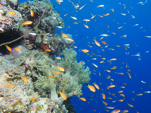 Marsa Alam, Egitto: il Wadi gimal national park