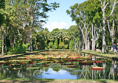 Mauritius da vedere: il giardino di Pamplemousses