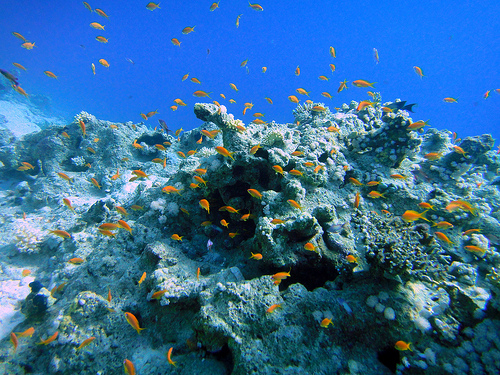 Naama Bay, Egitto: il reef e la movida