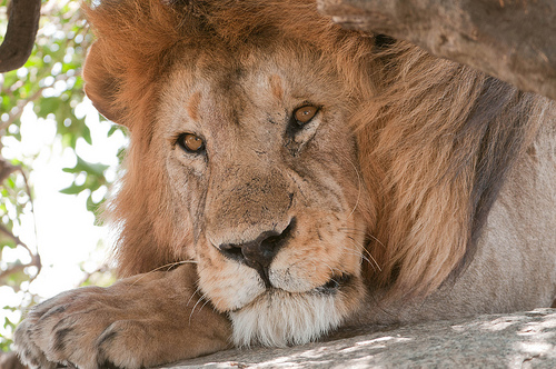 Parchi Kenya: Amboseli