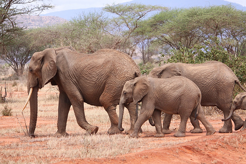 Parchi Kenya, safari allo Shimba hills