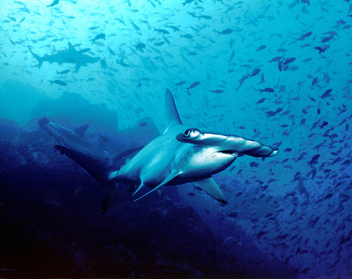 Pesca sportiva a Zanzibar