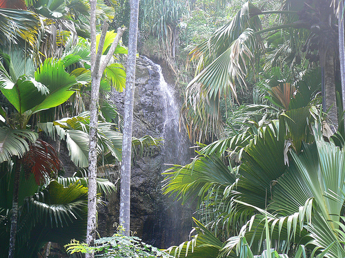 Praslin, Seychelles: la riserva naturale di Vallée dei Mai