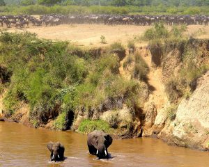 un safari in Kenya