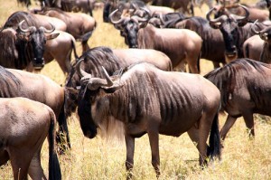 Safari in Kenya: quale è il periodo migliore?