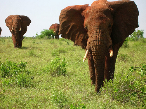 Safari nei parchi del Kenya