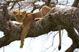 Safari Tsavo Ovest (Kenya), i Big Five