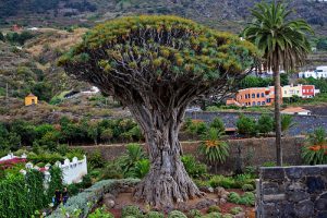 Drago millenario a Tenerife, Canarie