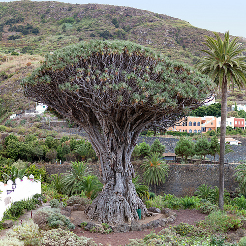 Tenerife Canarie: il Drago millenario