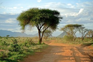 Safari in Kenia: Tsavo Est