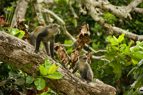 Uroa, Zanzibar - escursioni