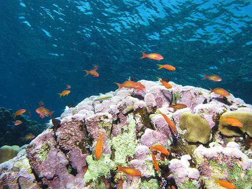 Vacanza Kenya: il Mombasa marine park